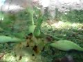 Biosfera- humedal de Palo Verde, Guanacaste, Costa Rica