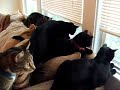 cats cats watching squirrel cats cats watching squirrel