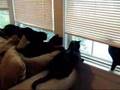 cats-cats-watching-s