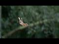 videos de earth-trailer.flv