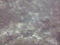 NARCOSIS TEAM VII