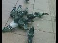 causing a ruckuss pigeon related causing a ruckuss pigeon related