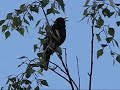 blackbird