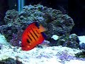 EXCLUSIVE FIRST VIDEO OF A TOADFISH EATTING EVER!!! EXCLUSIVE FIRST VIDEO OF A TOADFISH EATTING EVER!!!