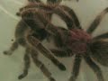Copula Grammostola rosea Copula Grammostola rosea