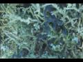 Maldives 2010 Olhuveli Diving Pt1