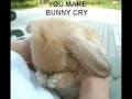 Funny Rabbits