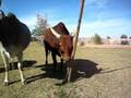 videos de Mel Playin with the post.
