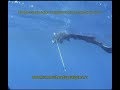 Подводная охота с Hammerheadspearguns.ru