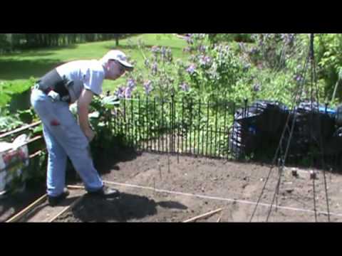 how to grow zinnia plants