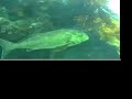 Cottage Reef - Dive Site