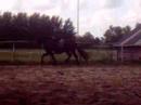 lambertha b 4 jarige stermerrie