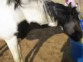 Choking horse