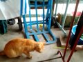 Click here to watch this video I am turtle or cat.