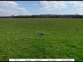 Autorotation T-rex 500 Phoenix