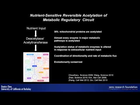 Sirtuin regulation of metabolism and stem cells – Danica Chen
