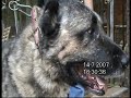 Kangal Ayi Boganlar V