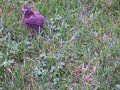baby bird baby bird