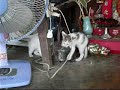 Thai Kittens