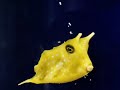 宇多田ヒカル　HIKARU UTADA   /HEART STATION　at aquarium ( Cover )