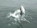 bluefish vs. striper bluefish vs. striper