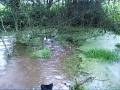 videos de dog swimming