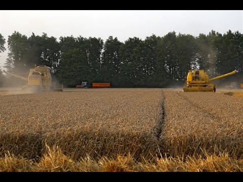 Two New Holland Clayson combines in action | 140 & 1545 | Wheat harvest 2014 | Holland