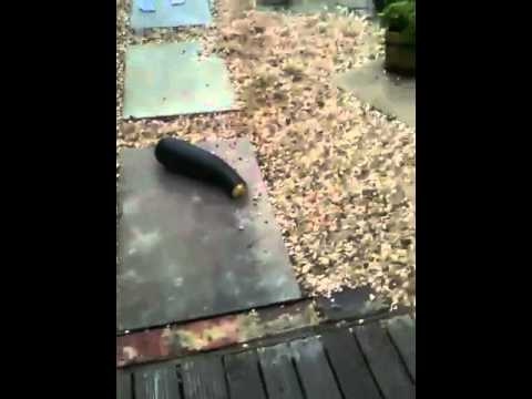Vegetable Ting On Fire
