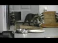 Baby Raccoons Stealing Pizza