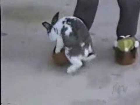 funny pets