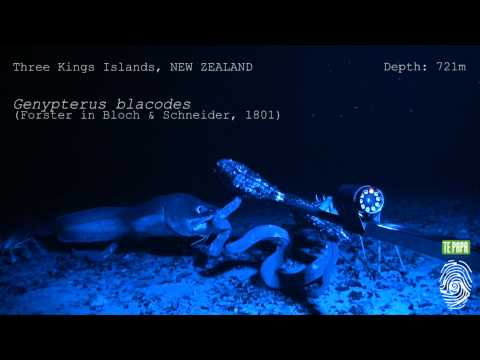 how to remove eel slime