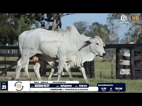 2� DE OLHO NA FAZENDA NELORE SESMARIAS