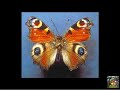 Photoshop: Como trabalhar com a Pen Tool