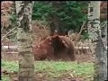 Grizzly Bear vs Grizzly Bear