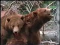 Grizzly Bear vs Grizzly Bear - Thumb #3