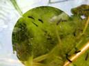 Toad tadpoles, April 25 2008