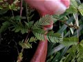 Sensitive Plant Moving when you touch it!