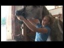 Horse Care & Riding : How to Bridle a Horse Horse Care & Riding : How to Bridle a Horse