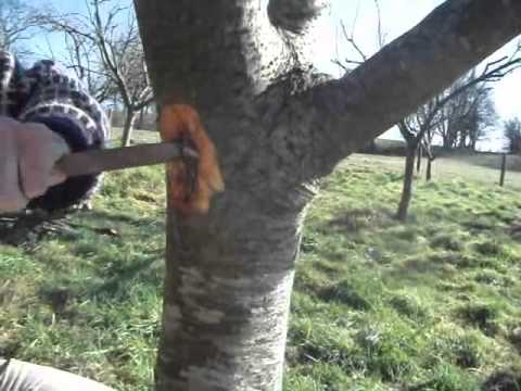 how to kill fungus on peach tree
