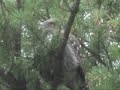 Pygmy Country-a close up look at the Northern Pygmy Owl
