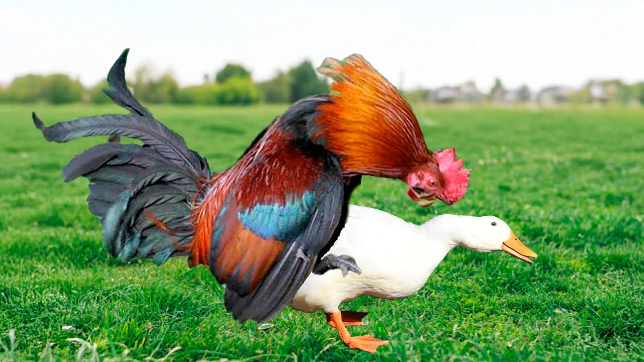 Quando Galo Cruza Com Pata O Que Acontece?