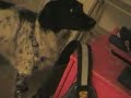 funny service dog funny service dog