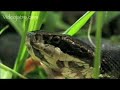 Snake Beauty 19 - Cottonmouth 02