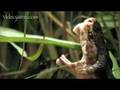 Snake Beauty 19 - Cottonmouth 02