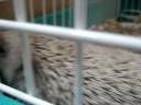 ハリネズミを見て癒されましょう8