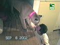 felinos vida urbana 1