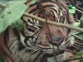 felinos vida urbana 1