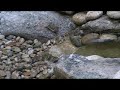 Birds Cooling Off