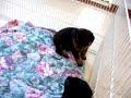 Rottweiler puppies from Shaka and Kiss Rottweiler puppies from Shaka and Kiss