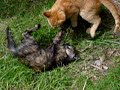kitten brawl kitten brawl